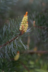 Pollen parts on a pine tree.