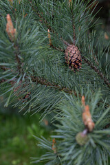 Ripe opening pine cone on tree.