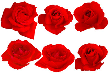 Collection red roses isolated frontal on white background.Photo with Clipping Path.