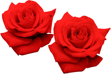 Two large dark red roses heads blooming isolated on the white background.Photo with clipping path.