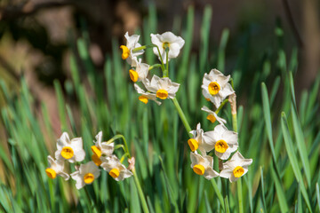 可愛い白いスイセンの花
