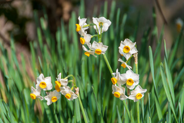 自然の中のスイセン - 白と黄色の花