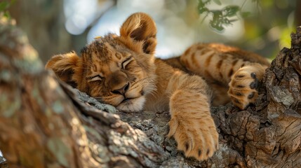 Close-up of lion cub (Panthera leo) asleep in tree; Tanzania Genrative AI