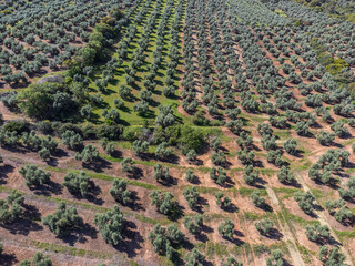 large extension of olive groves for oil production, near the town Puertas de Segura, Jaén province, Andalusia, Spain