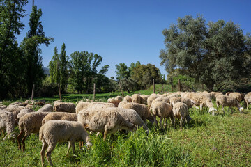 flock of sheep grazing, Sierra de Segura region, Jaén province, Andalusia, Spain - Powered by Adobe