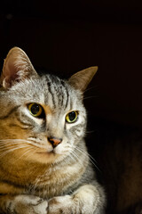 Portrait eines getigerten Katers