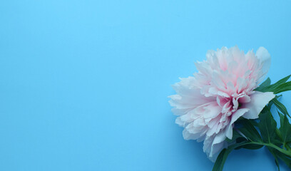 Beautiful pink peony in full bloom close-up on a blue background. Copy space.