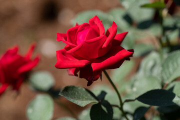 薔薇