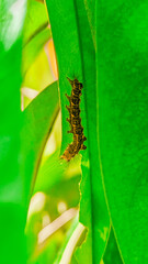 caterpillar on leaf