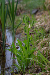 Fototapeta premium Water drops on Medicinal comfrey leaves and flowers after rain.