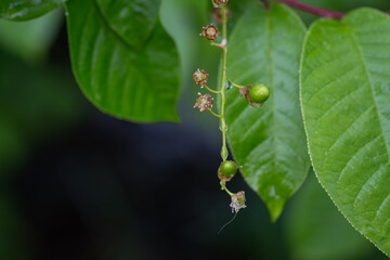 Common milk thistle fruits on the tree.