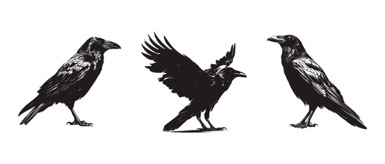 Obraz premium Raven black silhouette vector illustration isolated on white background Crow Flat Logo Icon Clipart