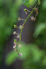Common milk thistle fruits on the tree.