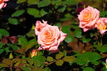 薔薇