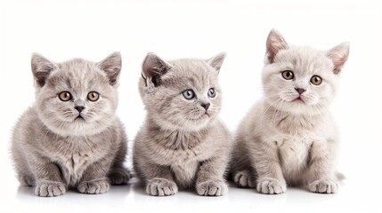 Lilac British kittens photographed against a white background.