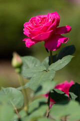 薔薇