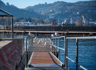 A row of beautiful seagulls sitting on the bridge over the background of moored boats on the marina...