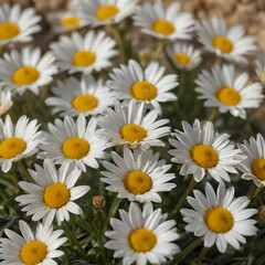 Fototapeta premium a many white and yellow flowers in a field