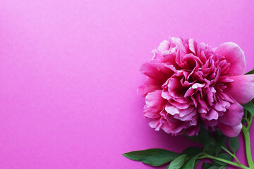 Beautiful pink peony in full bloom closeup on a pink background. Copy space.
