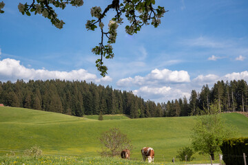 Rural idyll: hilly pastures in spring, grazing cows, forest, blue sky with clouds, framed by the...