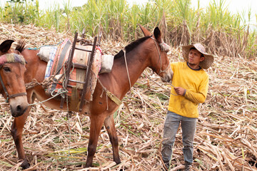 lifestyle: colombian farmer getting his mules ready