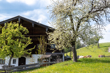 Rural idyll: farmhouse with blossoming fruit trees, hilly pastures in spring, grazing cows, blue...