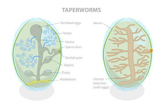3D Isometric Flat  Illustration of Proglottid of Taperworm, Taenia Solium