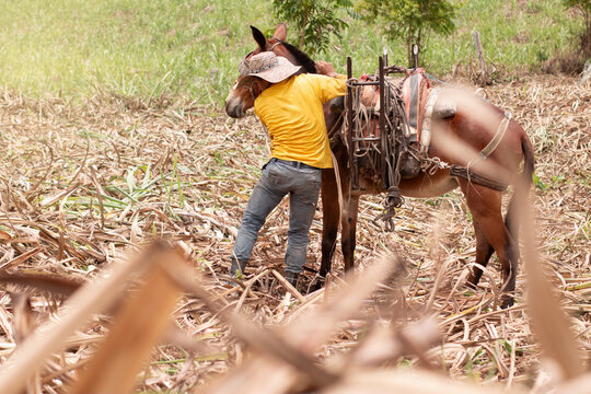 lifestyle: colombian farmer prepares pack mule for work