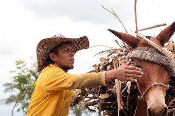 lifestyle: farmer or muleteer leading his mules loaded with sugar cane