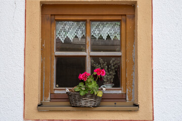Fototapeta na wymiar Brown framed window of a farmhouse with patterned half curtain. A wicker basket with red geranium on the windowsill