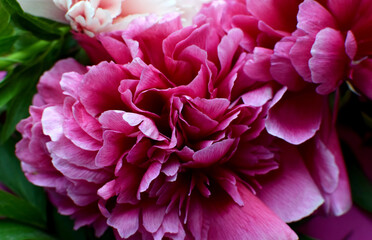 Beautiful floral background with red peonies closeup.