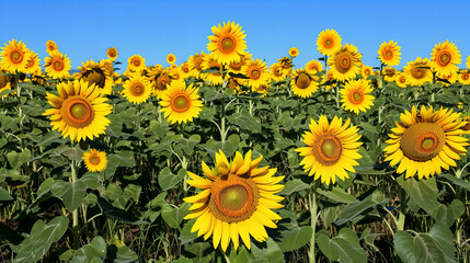 Obraz premium sunflower, flower, field, summer, nature, agriculture, sky, sun, yellow, plant, sunflowers, blue, flowers, blossom, color, growth, farm, spring, beauty, rural, landscape, leaf, garden, bloom, bright