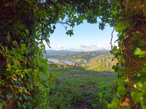Serene landscape view of vineyard above Condrieu and Rhone valley seen through lush green foliage door, France