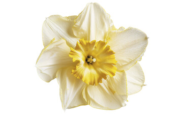 Close-Up of a Yellow and White Daffodil Png on a Transparent Background