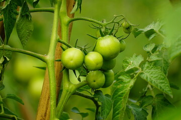 Close-up of tomato