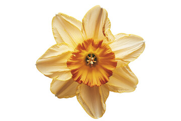 Close-Up of an Orange Daffodil Png on a Transparent Background