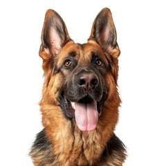 stockphoto, german shepherd on a transparent background. Beautiful portrait of a German shepherd dog . Animal design element.