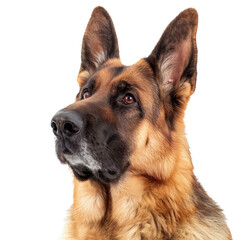 stockphoto, german shepherd on a transparent background. Beautiful portrait of a German shepherd dog . Animal design element.