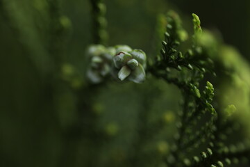 Cones of thujopsis planr close up. Macro photography of thujopsis