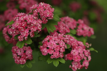 Obraz premium Pattern of Hawthorn flowers and copy space