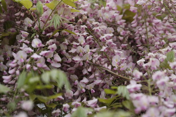 Beautiful wisteria flowers in spring garden. Beauty of spring