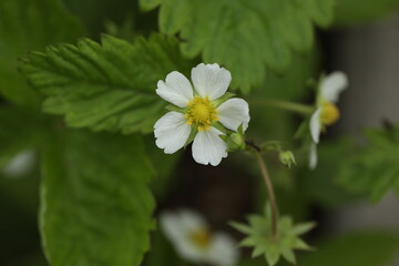 Green backgound with wild strawberry flowers