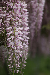 Beautiful wisteria flowers in spring garden. Beauty of spring