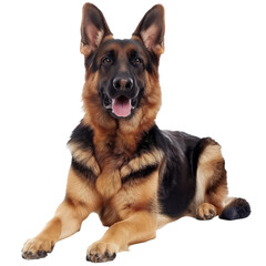 stockphoto, german shepherd on a transparent background. Beautiful portrait of a German shepherd dog . Animal design element.