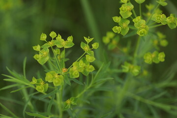 Green backgound with spurge euphorbia flowers 