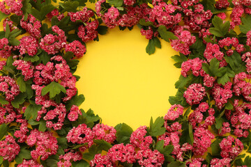 Yellow backgound with frame of Hawthorn flowers and copy space
