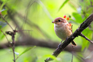 Red-backed shrike in the forest
