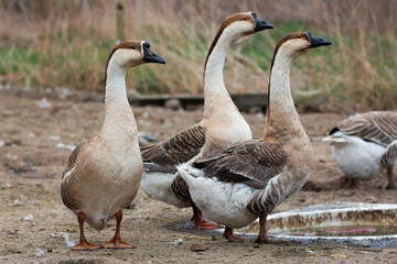 Geese on the farm
