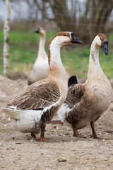Geese on the farm
