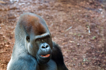 Gorilla in a clearing a portrait